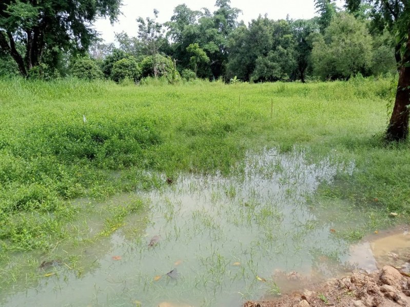 เทศบาลตำบลปักธงชัยออกช่วยเหลือผู้ได้รับความเดือดร้อนจากเหตุน้ำท่วมขังระบายไม่ทัน บ้านขอนขว้าง ม. 9 และ บ้านโรงนา ม.5 ต.เมืองปัก