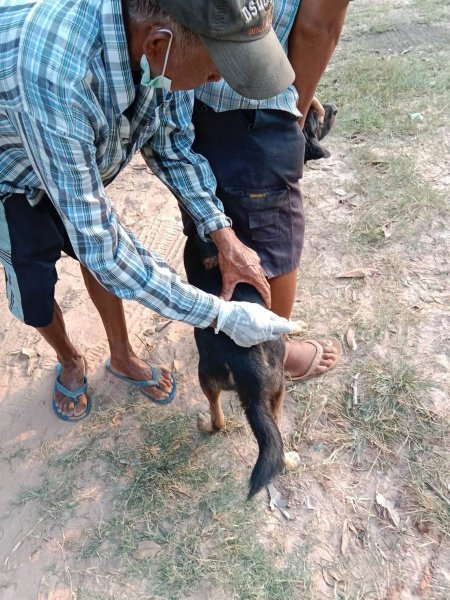 เทศบาลตำบลปักธงชัย จัดโครงการสัตว์ปลอดโรค คนปลอดภัยจากพิษสุนัขบ้า ประจำปีงบประมาณ 2567 เพื่อป้องกันและควบคุมไม่ให้สุนัขและแมวเป็นโรคพิษสุนัขบ้า ซึ่งจะส่งผลให้คนและสัตว์ปลอดภัย 13 มีนาคม 2567