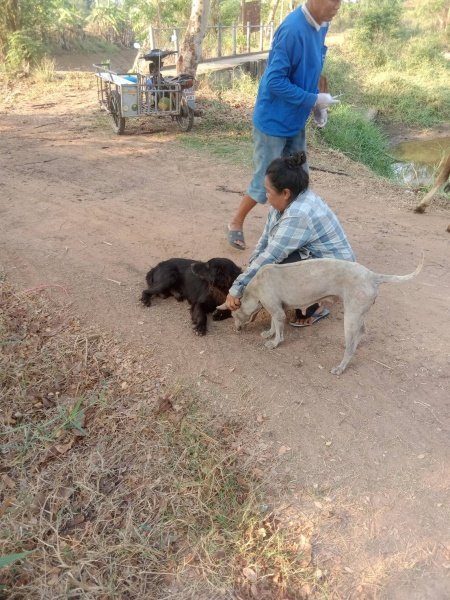 เทศบาลตำบลปักธงชัย จัดโครงการสัตว์ปลอดโรค คนปลอดภัยจากพิษสุนัขบ้า ประจำปีงบประมาณ 2567 เพื่อป้องกันและควบคุมไม่ให้สุนัขและแมวเป็นโรคพิษสุนัขบ้า ซึ่งจะส่งผลให้คนและสัตว์ปลอดภัย 13 มีนาคม 2567