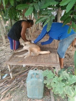 เทศบาลตำบลปักธงชัย จัดโครงการสัตว์ปลอดโรค คนปลอดภัยจากพิษสุนัขบ้า ประจำปีงบประมาณ 2567 เพื่อป้องกันและควบคุมไม่ให้สุนัขและแมวเป็นโรคพิษสุนัขบ้า ซึ่งจะส่งผลให้คนและสัตว์ปลอดภัย 13 มีนาคม 2567