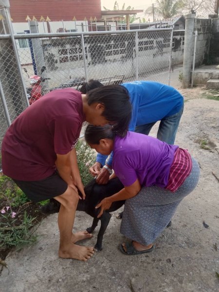 เทศบาลตำบลปักธงชัย จัดโครงการสัตว์ปลอดโรค คนปลอดภัยจากพิษสุนัขบ้า ประจำปีงบประมาณ 2567 เพื่อป้องกันและควบคุมไม่ให้สุนัขและแมวเป็นโรคพิษสุนัขบ้า ซึ่งจะส่งผลให้คนและสัตว์ปลอดภัย 13 มีนาคม 2567