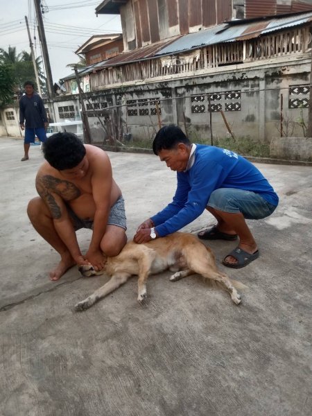 เทศบาลตำบลปักธงชัย จัดโครงการสัตว์ปลอดโรค คนปลอดภัยจากพิษสุนัขบ้า ประจำปีงบประมาณ 2567 เพื่อป้องกันและควบคุมไม่ให้สุนัขและแมวเป็นโรคพิษสุนัขบ้า ซึ่งจะส่งผลให้คนและสัตว์ปลอดภัย 13 มีนาคม 2567