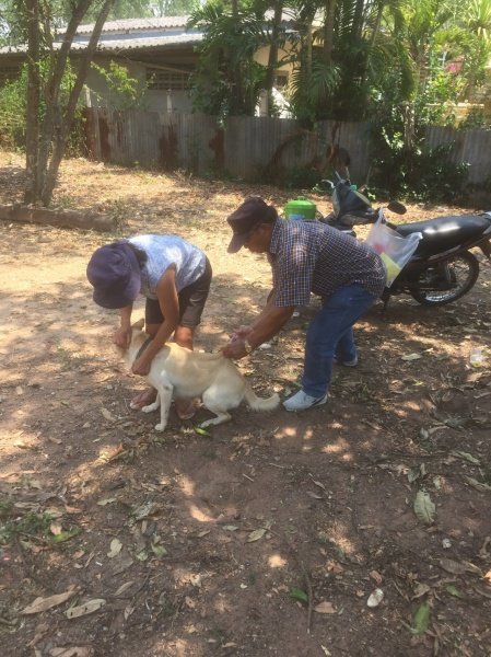 เทศบาลตำบลปักธงชัย จัดโครงการสัตว์ปลอดโรค คนปลอดภัยจากพิษสุนัขบ้า ประจำปีงบประมาณ 2567 เพื่อป้องกันและควบคุมไม่ให้สุนัขและแมวเป็นโรคพิษสุนัขบ้า ซึ่งจะส่งผลให้คนและสัตว์ปลอดภัย 13 มีนาคม 2567