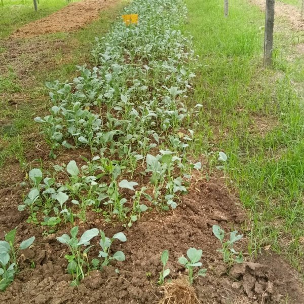 กิจกรรมพัฒนาผู้เรียนโครงการหนูน้อยตามรอยพ่อ ปฐมวัย 3 – 5 ปี 

ปีการศึกษา 2567 ณ ศูนย์สาธิตทฤษฎีใหม่ อันเนื่องมาจากพระราชดำริ 

ตำบลธงชัยเหนือ อำเภอปักธงชัย จังหวัดนครราชสีมา วันที่ 17 กรกฎาคม 2567