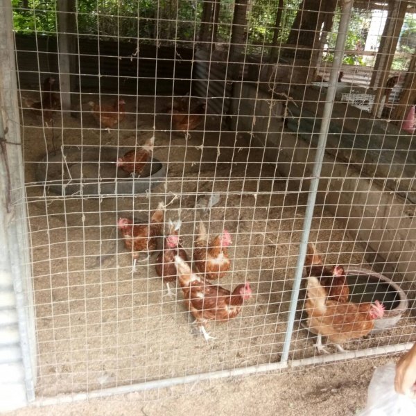 กิจกรรมพัฒนาผู้เรียนโครงการหนูน้อยตามรอยพ่อ ปฐมวัย 3 – 5 ปี 

ปีการศึกษา 2567 ณ ศูนย์สาธิตทฤษฎีใหม่ อันเนื่องมาจากพระราชดำริ 

ตำบลธงชัยเหนือ อำเภอปักธงชัย จังหวัดนครราชสีมา วันที่ 17 กรกฎาคม 2567