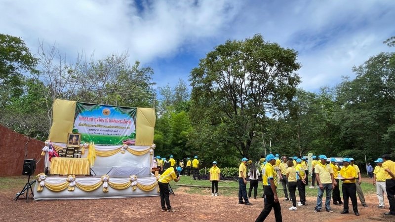 เทศบาลตำบลปักธงชัยเข้าร่วมกิจกรรมบำรุงรักษาต้นไม้ทรงปลูก และกิจกรรมจิตอาสาปลูกต้นไม้ตามโครงการเฉลิมเฉลิมพระเกียรติพระบาทสมเด็จพระเจ้าอยู่หัว เนื่องในโอกาสพระราชพิธีมหามงคลเฉลิมพระชนมพรรษา 6 รอบ 28 กรกฎาคม 2567 วันพุธที่ 24 กรกฎาคม 2567 ณ ต้นประดู่ป่า ในเขตห้ามล่าสัตว์ป่าป่าเขาภูหลวง แปลงปลูกป่า FPT 49