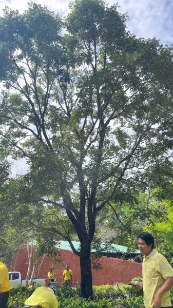 เทศบาลตำบลปักธงชัยเข้าร่วมกิจกรรมบำรุงรักษาต้นไม้ทรงปลูก และกิจกรรมจิตอาสาปลูกต้นไม้ตามโครงการเฉลิมเฉลิมพระเกียรติพระบาทสมเด็จพระเจ้าอยู่หัว เนื่องในโอกาสพระราชพิธีมหามงคลเฉลิมพระชนมพรรษา 6 รอบ 28 กรกฎาคม 2567 วันพุธที่ 24 กรกฎาคม 2567 ณ ต้นประดู่ป่า ในเขตห้ามล่าสัตว์ป่าป่าเขาภูหลวง แปลงปลูกป่า FPT 49