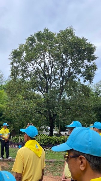 เทศบาลตำบลปักธงชัยเข้าร่วมกิจกรรมบำรุงรักษาต้นไม้ทรงปลูก และกิจกรรมจิตอาสาปลูกต้นไม้ตามโครงการเฉลิมเฉลิมพระเกียรติพระบาทสมเด็จพระเจ้าอยู่หัว เนื่องในโอกาสพระราชพิธีมหามงคลเฉลิมพระชนมพรรษา 6 รอบ 28 กรกฎาคม 2567 วันพุธที่ 24 กรกฎาคม 2567 ณ ต้นประดู่ป่า ในเขตห้ามล่าสัตว์ป่าป่าเขาภูหลวง แปลงปลูกป่า FPT 49