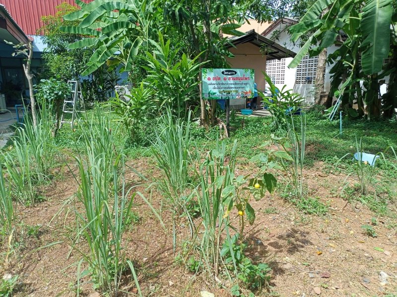 กองสาธารณสุข เทศบาลตำบลปักธงชัย จัดทำโครงการ ๑ อปท. ๑ สวนสมุนไพรเฉลิมพระเกียรติพระบามสมเด็จพระเจ้าอยู่หัว เนื่องในโอกาสเฉลิมพระชนมพรรษา ๒๘ กรกฎาคม ๒๕๖๖ ณ เทศบาลตำบลปักธงชัย