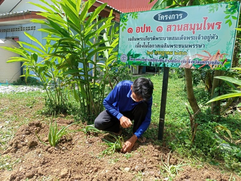 กองสาธารณสุข เทศบาลตำบลปักธงชัย จัดทำโครงการ ๑ อปท. ๑ สวนสมุนไพรเฉลิมพระเกียรติพระบามสมเด็จพระเจ้าอยู่หัว เนื่องในโอกาสเฉลิมพระชนมพรรษา ๒๘ กรกฎาคม ๒๕๖๖ ณ เทศบาลตำบลปักธงชัย