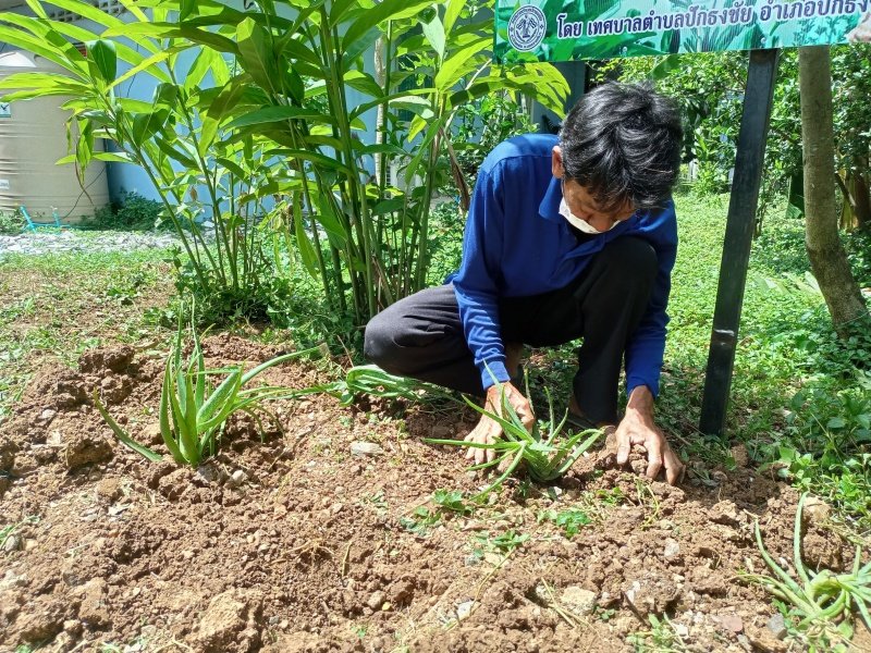 กองสาธารณสุข เทศบาลตำบลปักธงชัย จัดทำโครงการ ๑ อปท. ๑ สวนสมุนไพรเฉลิมพระเกียรติพระบามสมเด็จพระเจ้าอยู่หัว เนื่องในโอกาสเฉลิมพระชนมพรรษา ๒๘ กรกฎาคม ๒๕๖๖ ณ เทศบาลตำบลปักธงชัย