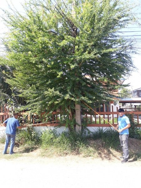 เทศบาลตำบลปักธงชัย ตัดต้นไม้บริเวณริมถนนสาธารณะเพื่อป้องกันอุบัติเหตุ