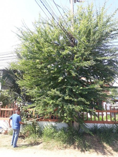 เทศบาลตำบลปักธงชัย ตัดต้นไม้บริเวณริมถนนสาธารณะเพื่อป้องกันอุบัติเหตุ