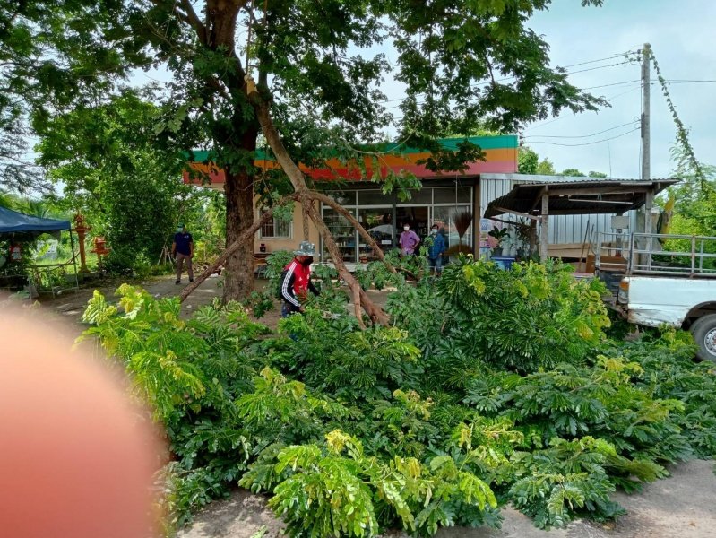 เทศบาลตำบลปักธงชัย ตัดต้นไม้เพื่อป้องกันอันตราย ประจำเดือนกรกฎาคม - กันยายน 2564 ในเขตพื้นที่เทศบาลตำบลปักธงชัย